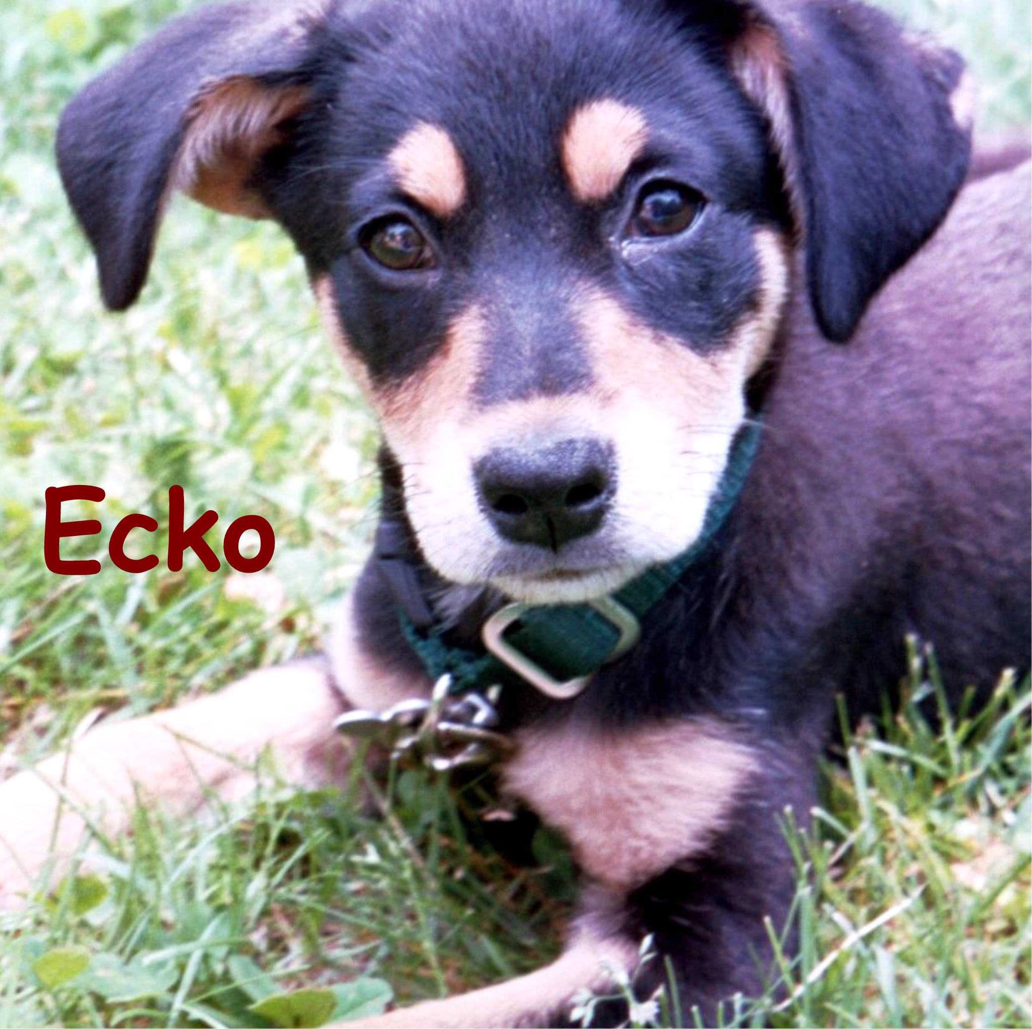 ecko_2.jpg